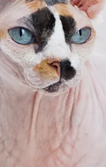 Sphynx: Cat - Sphynx