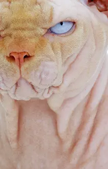 Sphynx: Cat - Sphynx