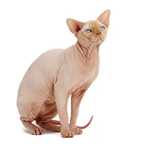Sphynx: Cat - Sphynx