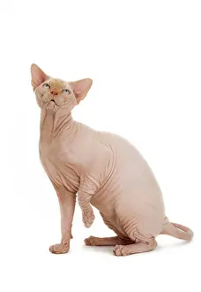 Sphynx: Cat - Sphynx