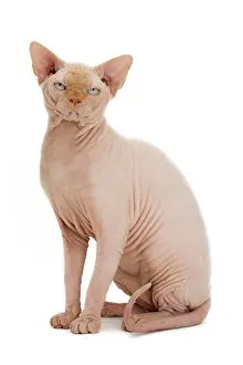 Sphynx: Cat - Sphynx