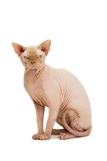 Sphynx: Cat - Sphynx