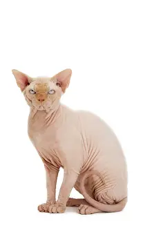 Sphynx: Cat - Sphynx