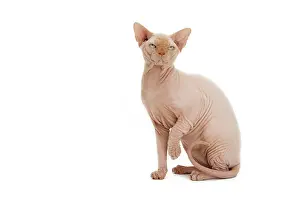 Sphynx: Cat - Sphynx