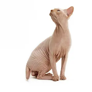 Sphynx: Cat - Sphynx