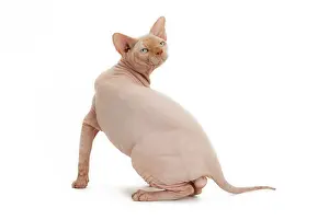 Sphynx: Cat - Sphynx