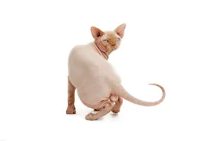 Sphynx: Cat - Sphynx