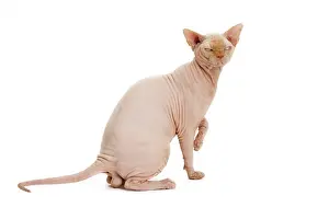Sphynx: Cat - Sphynx