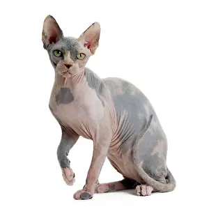 Sphynx: Cat - Sphynx