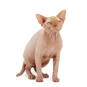 Sphynx: Cat - Sphynx