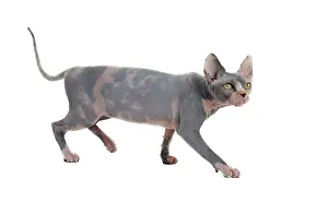Sphynx: Cat - Sphynx