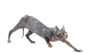 Sphynx: Cat - Sphynx