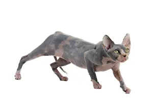Sphynx: Cat - Sphynx