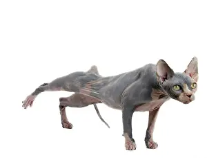 Sphynx: Cat - Sphynx