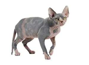 Sphynx: Cat - Sphynx