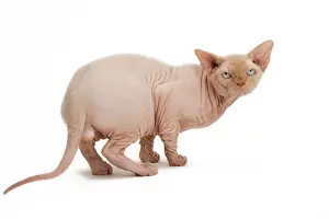 Sphynx: Cat - Sphynx
