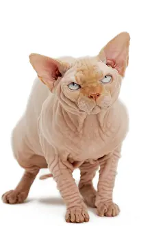 Sphynx: Cat - Sphynx