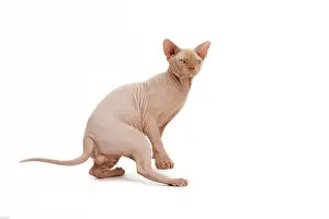Sphynx: Cat - Sphynx