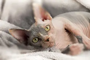 Sphynx: Cat - Sphynx