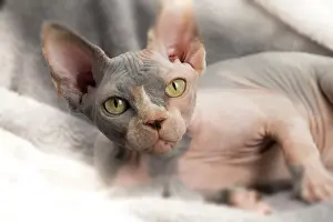 Sphynx: Cat - Sphynx