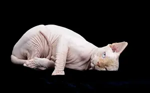 Sphynx: Cat - Sphynx