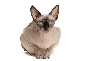 Sphynx: Cat - Sphynx