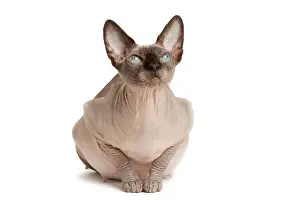 Sphynx: Cat - Sphynx