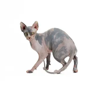 Sphynx: Cat - Sphynx