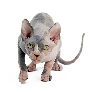 Sphynx: Cat - Sphynx
