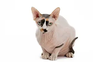 Sphynx: Cat - Sphynx