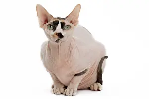 Sphynx: Cat - Sphynx