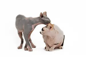 Sphynx: Cat - Sphynx