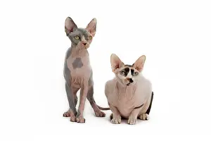 Sphynx: Cat - Sphynx
