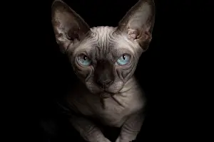 Sphynx: Cat - Sphynx