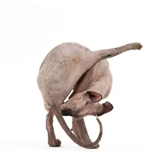Sphynx: Cat - Sphynx