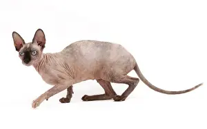 Sphynx: Cat - Sphynx