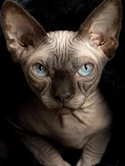 Sphynx: Cat - Sphynx