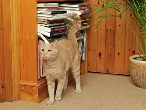 Urine: CAT. spraying urine, marking territory