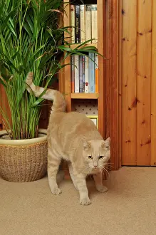Urine: CAT. spraying urine, marking territory