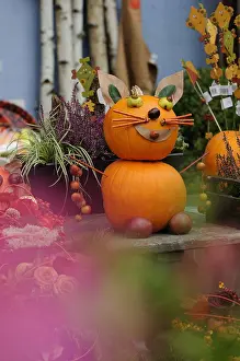 Pumpkins: Cat Squashes Pumpkin Festival Alsace France