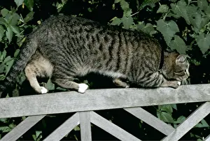 Ardea London: CAT STALKING ON BENCH