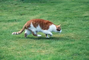 Stalking: CAT - stalking in garden