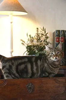 Drawer: Cat standing in a drawer cabinet