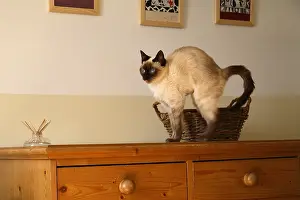 Furnitures: Cat standing on a dresser