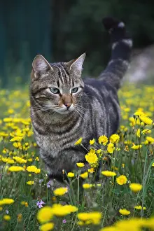 Dandelions: Cat standing in a field of dandelions France