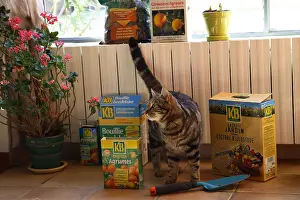 Gardenings: Cat standing in front of garden products