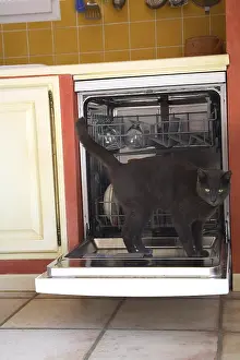 Kitchens: Cat standing on the open door of a dishwasher