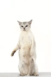 010519: CAT. standing up, studio, on white