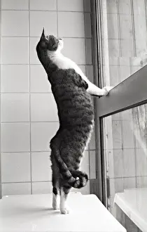 Lost: Cat standing in front of a window Refuge of Beauregard Franc