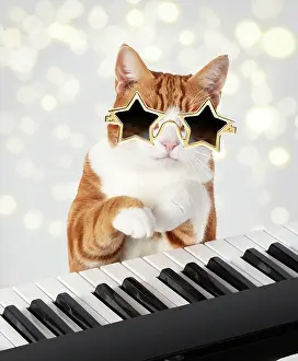 Instruments: Cat star sunglasses on sitting at a piano / keyboard